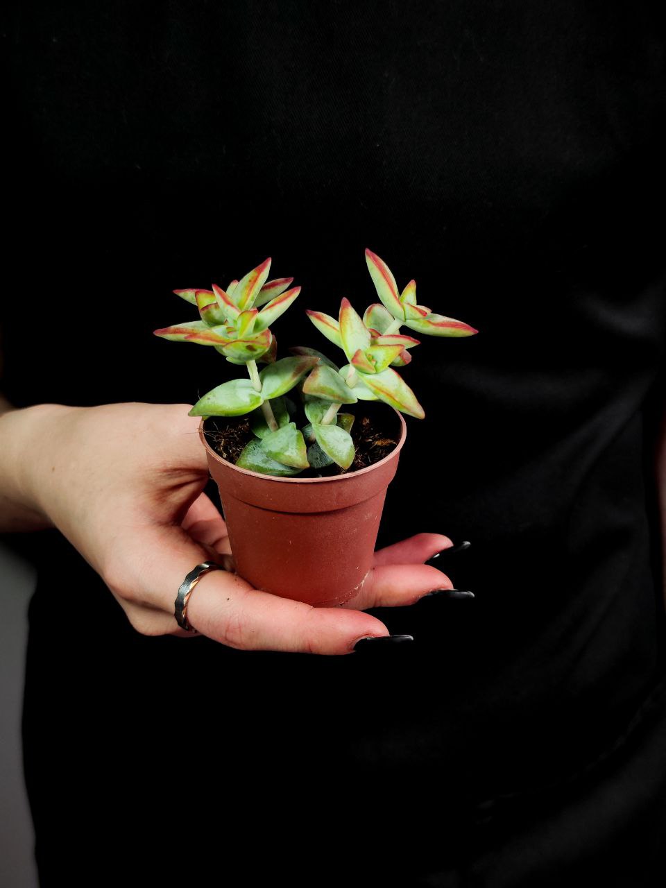 Крассула Перфората Красная (Crassula Perforata Hoshiotome) D5см