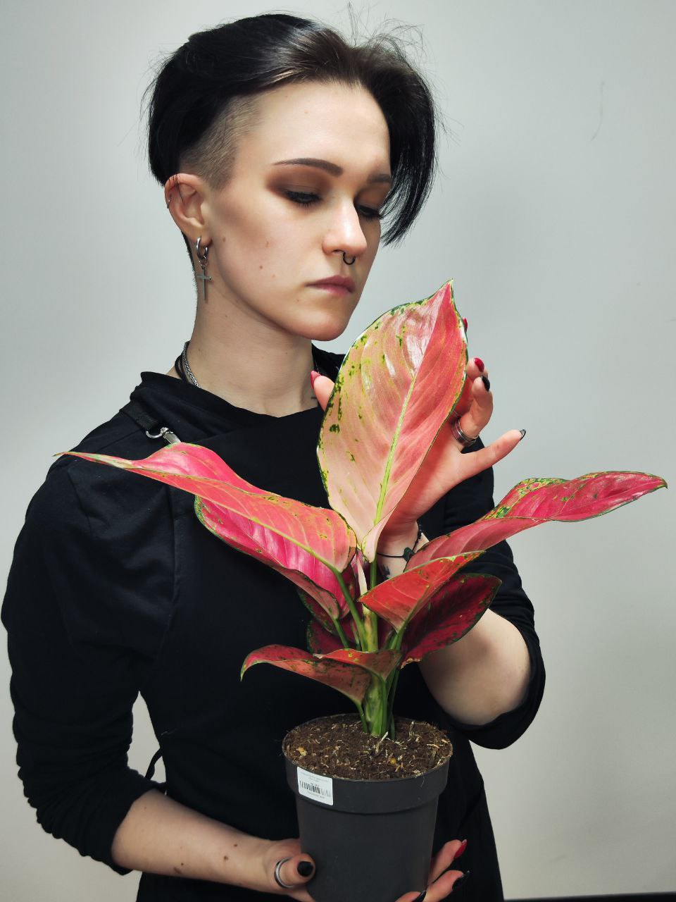 Аглаонема Ред Руби (Aglaonema Red Ruby) D12см