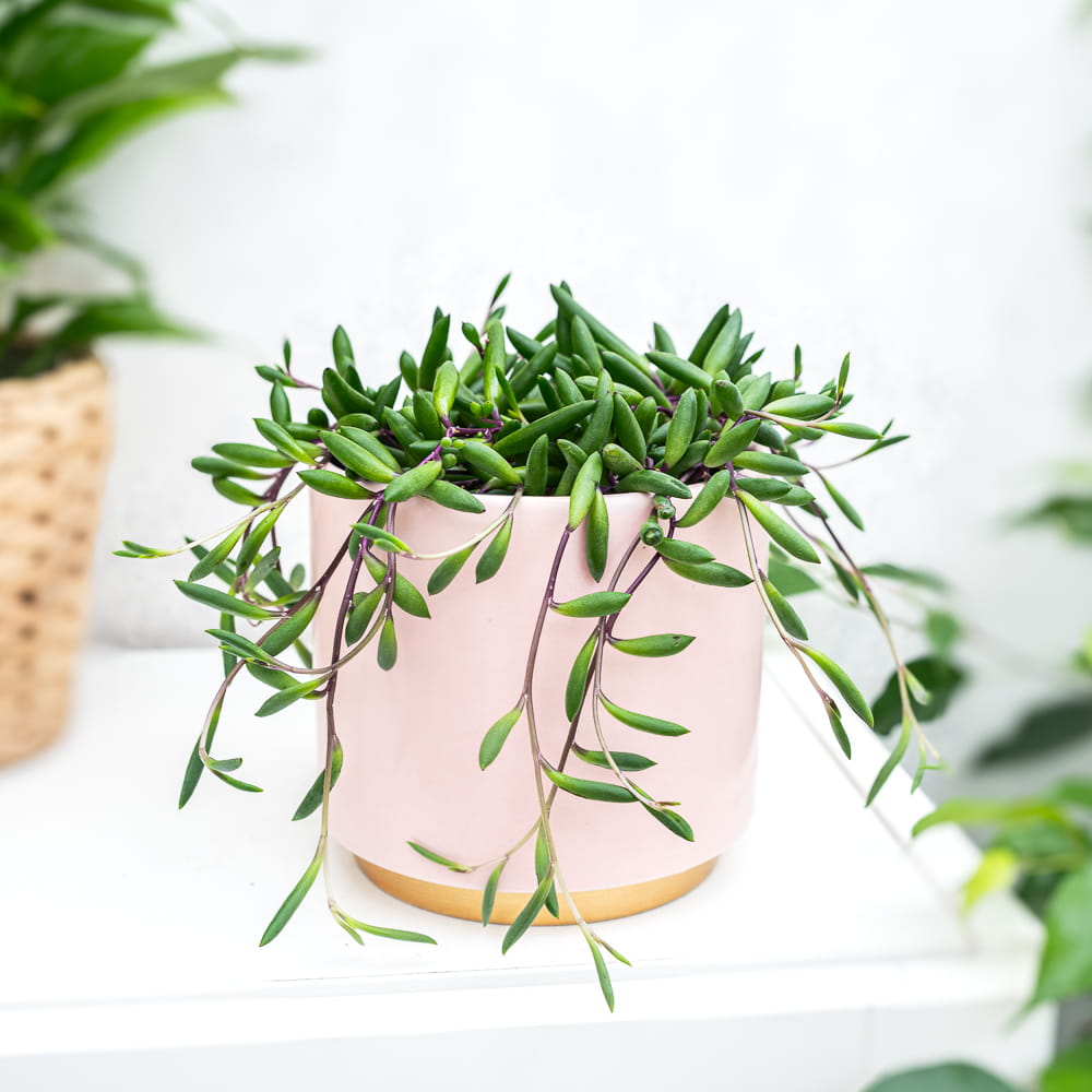 Крестовник Пурпл Флэш (Senecio Herreianus Purple Flush) D6см