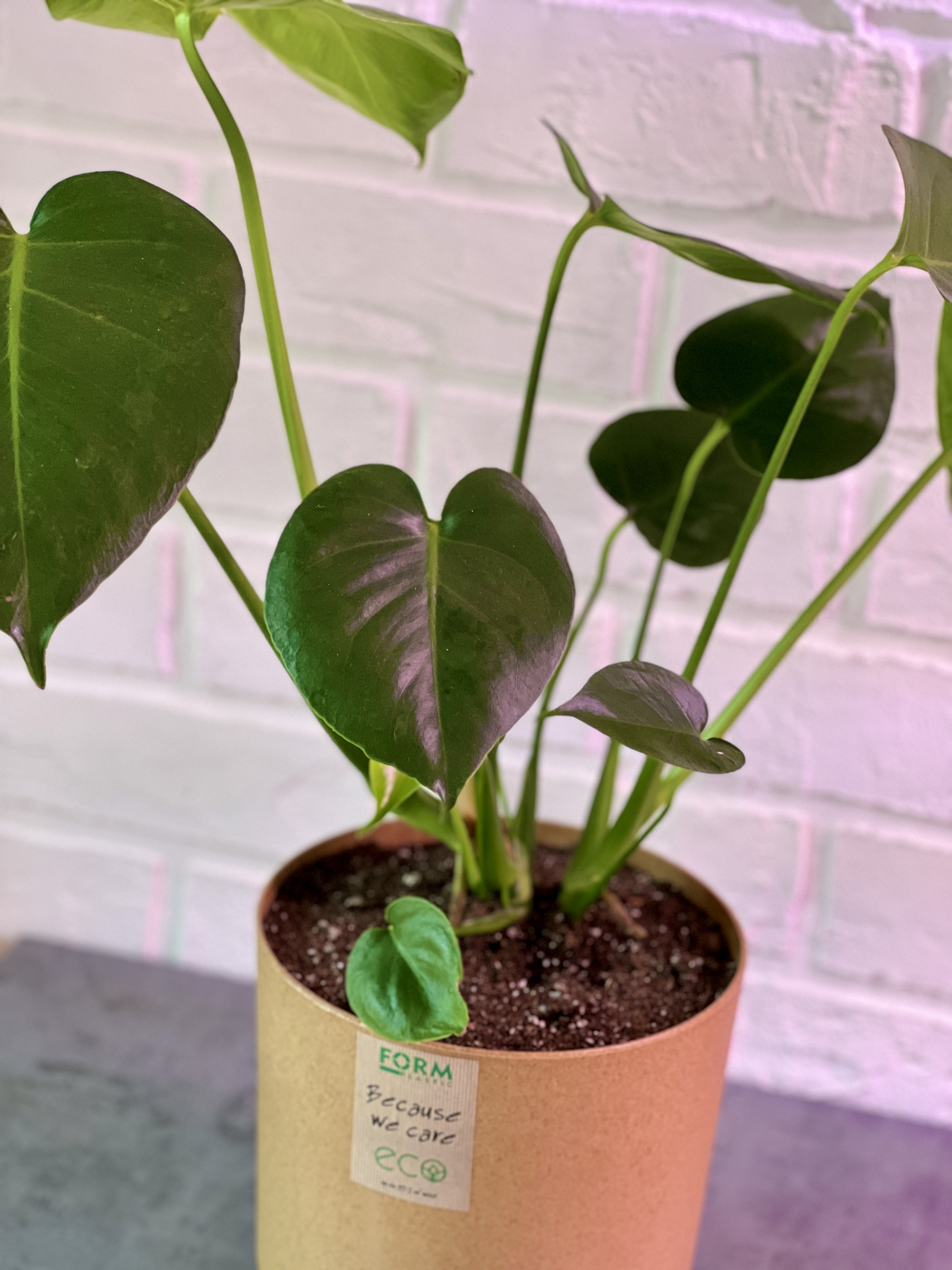 Монстера деликатесная (Monstera deliciosa) D20см.