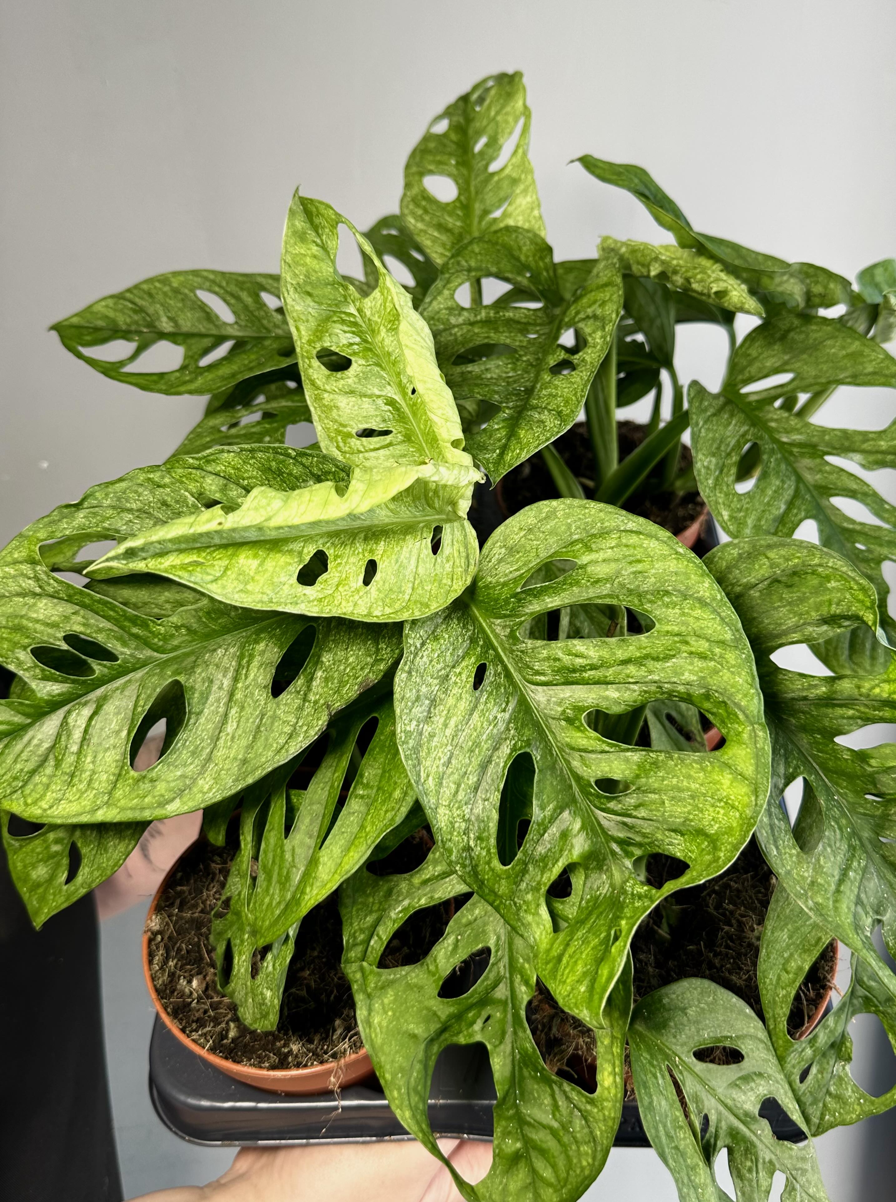 Монстера Адансона Вариегатная Минт (Monstera Adansonii Mint Variegated) D12см