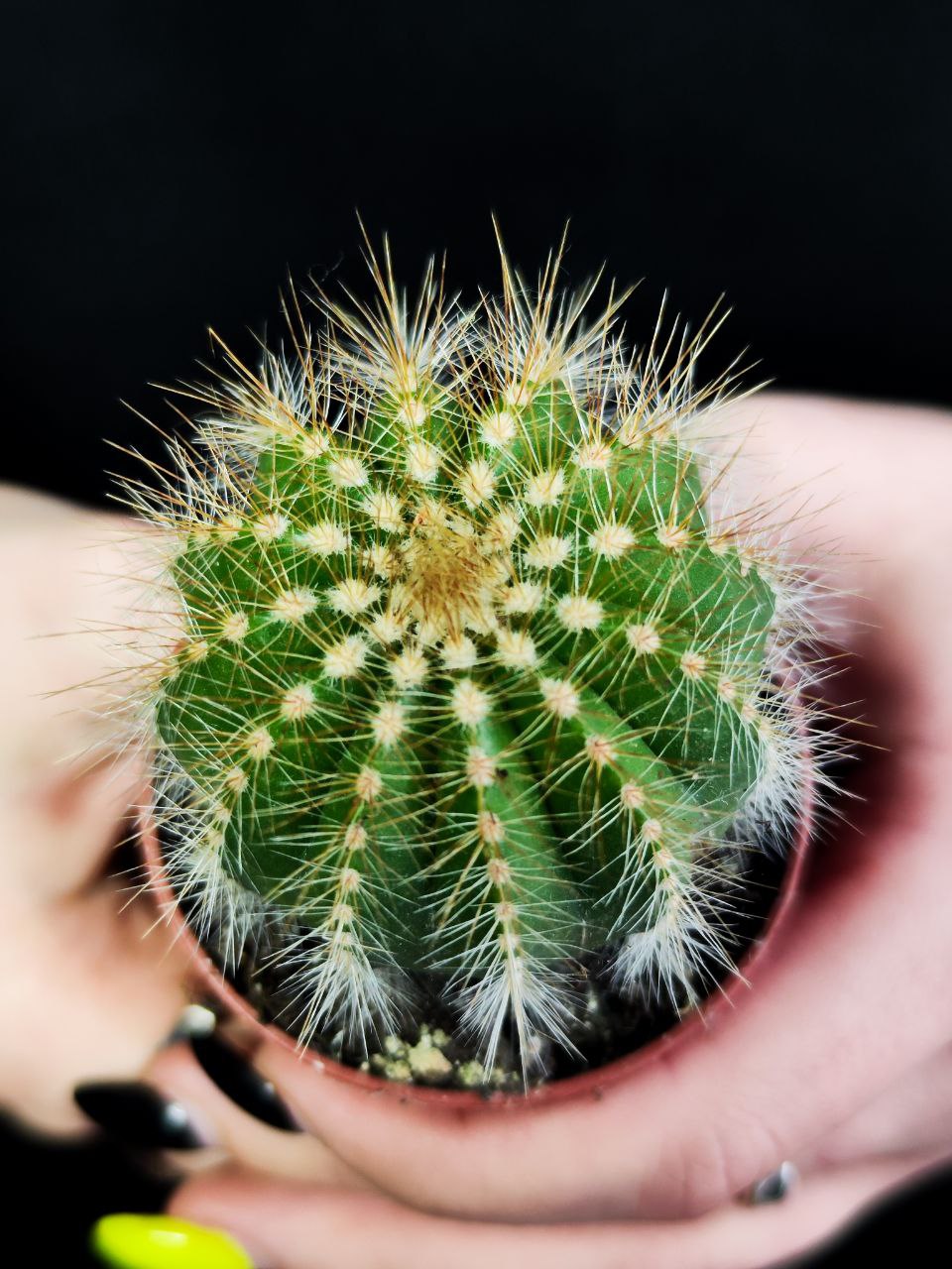 Нотокактус Магнификус (Notocactus Magnificus) D5см
