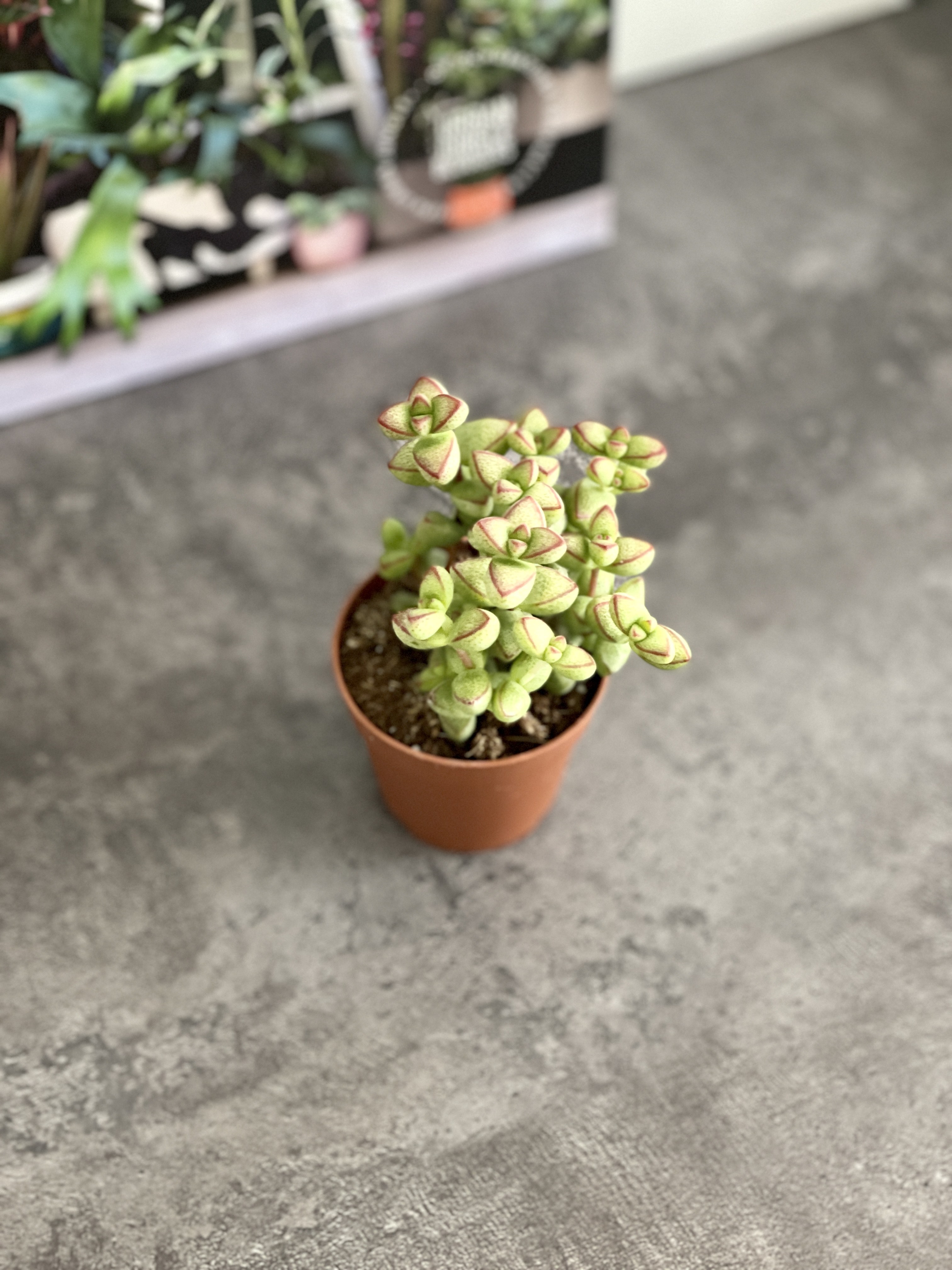 Крассула Бревифолия (Crassula Brevifolia) D5см