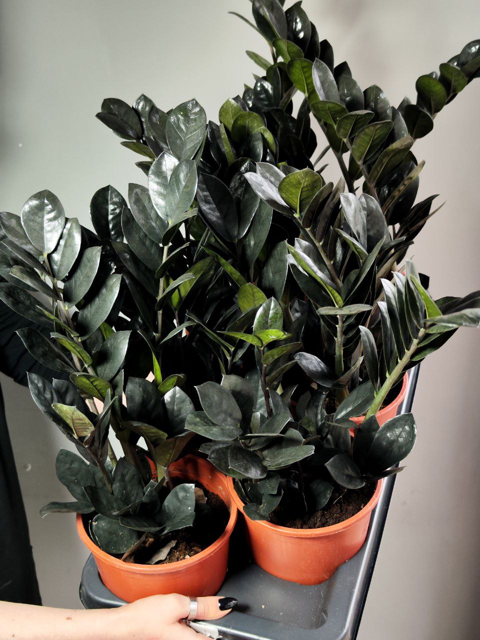 Замиокулькас Равен (Zamioculcas Raven) D14см