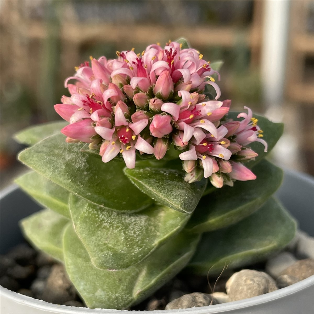 Крассула Спринг Тайм (Crassula Spring Time) D5см