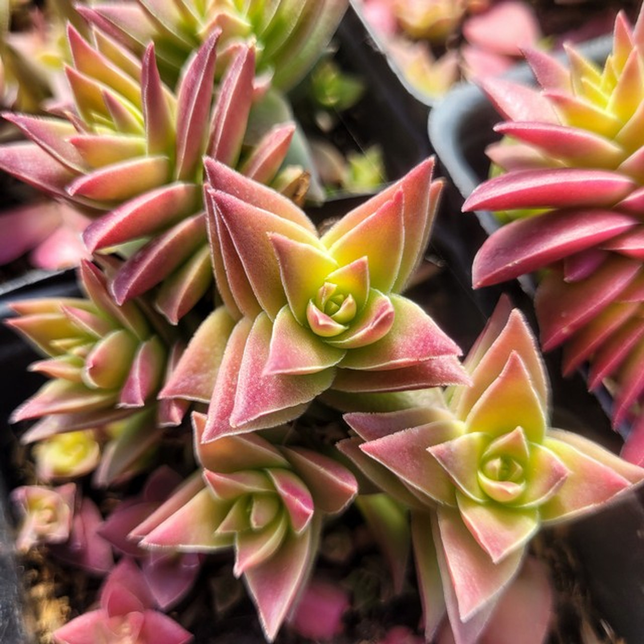 Крассула Капителла Коримбулоза (Crassula Capitella Corymbulosa) D5см