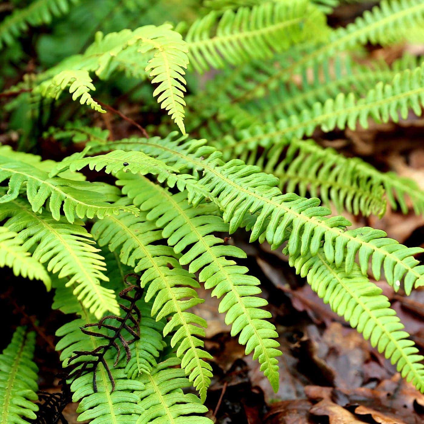 Папоротник Дербянка Колосистая (Blechnum Spicant) D6см