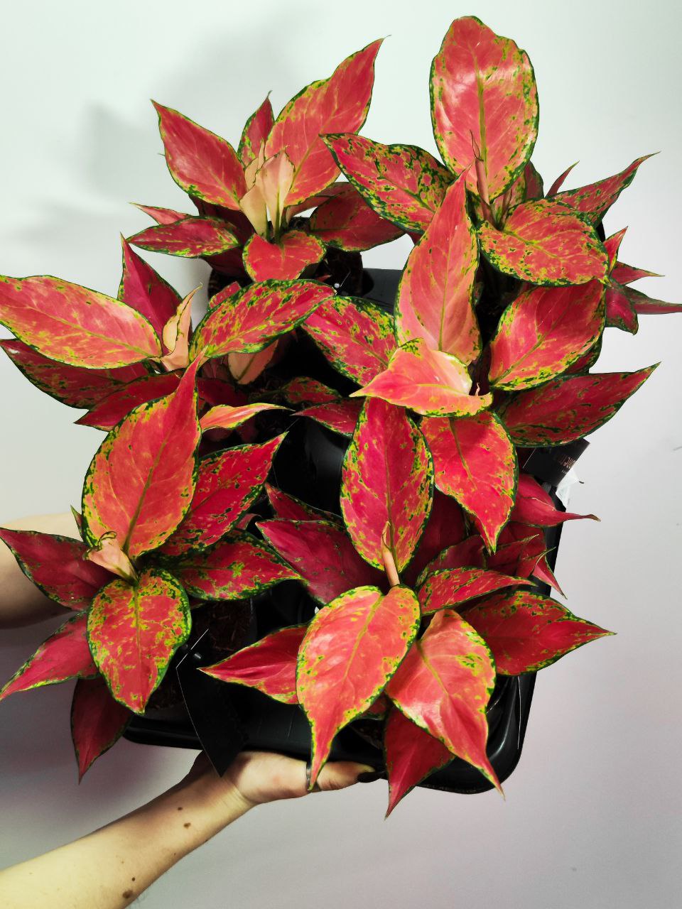 Аглаонема Черри Бэби (Aglaonema Cherry Baby) D12см
