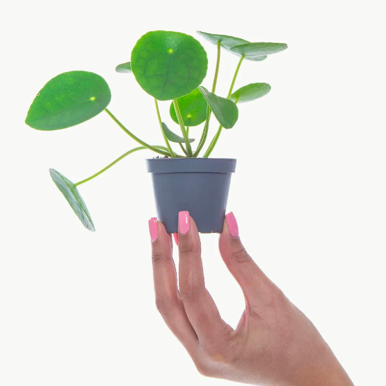 Пилея Пеперомиевидная (Pilea Peperomioides) D6см