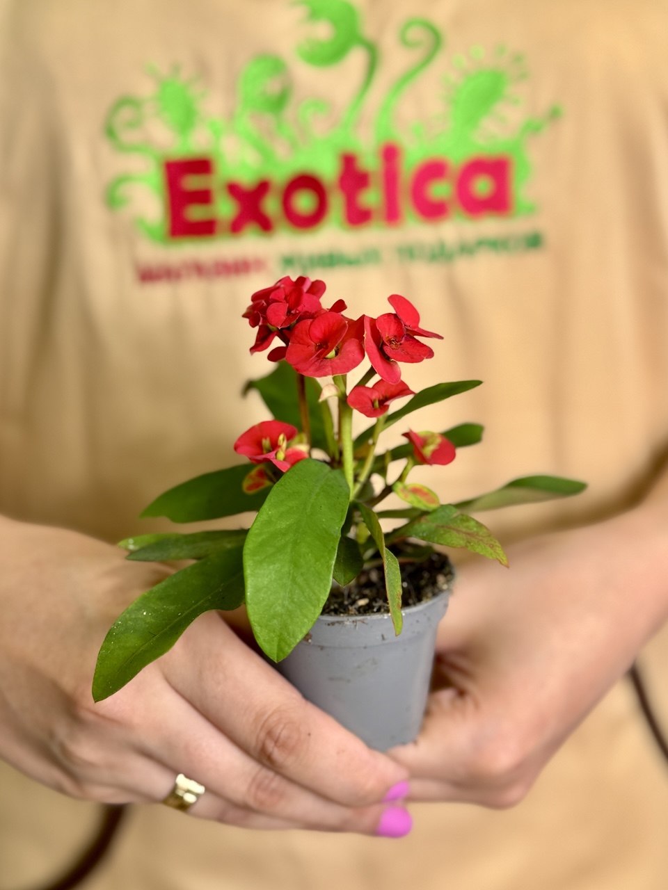 Эуфорбия Миля Красная (Euphorbia Milii Red) D6см