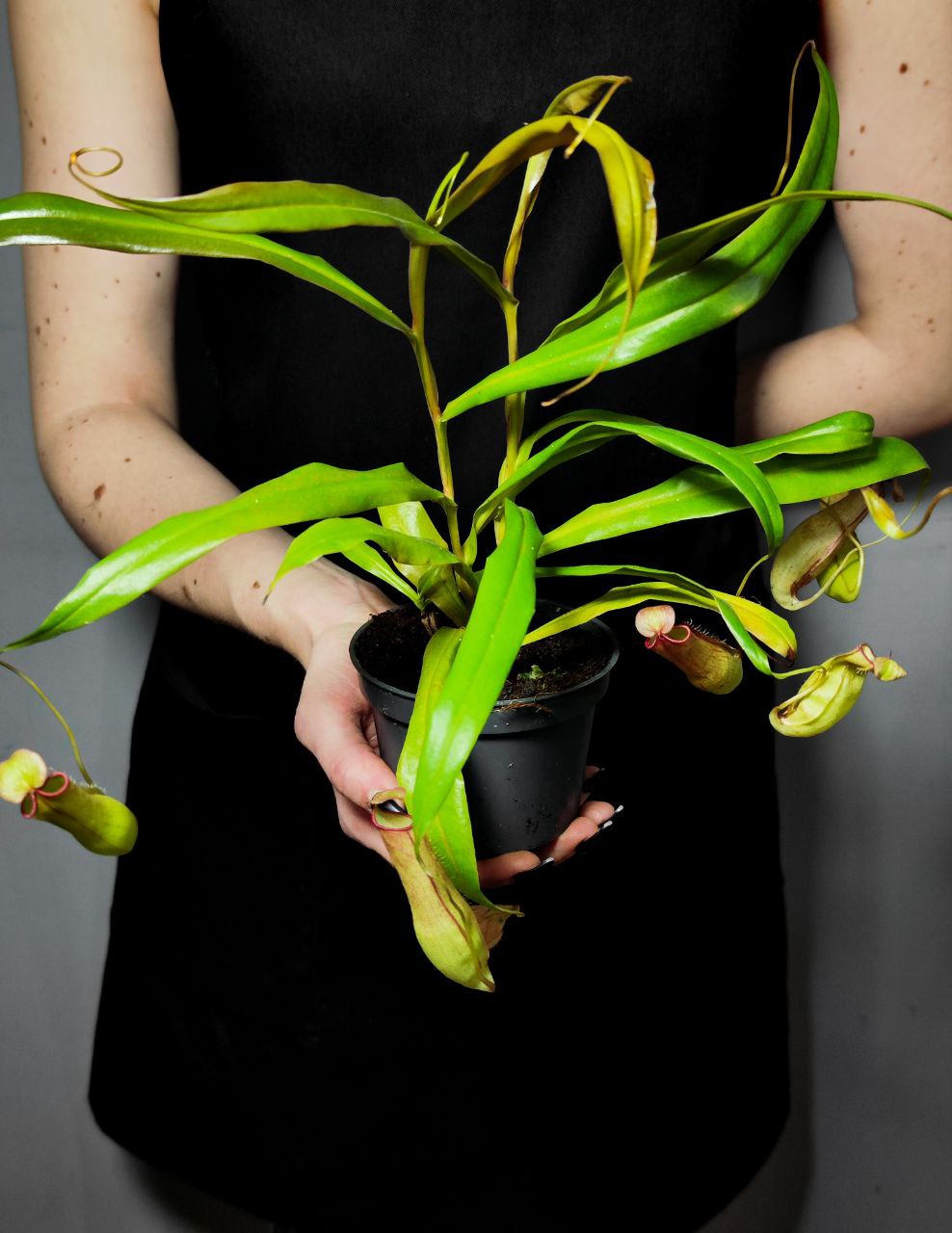 Непентес Евстахия (Nepenthes Eustachya) D9см