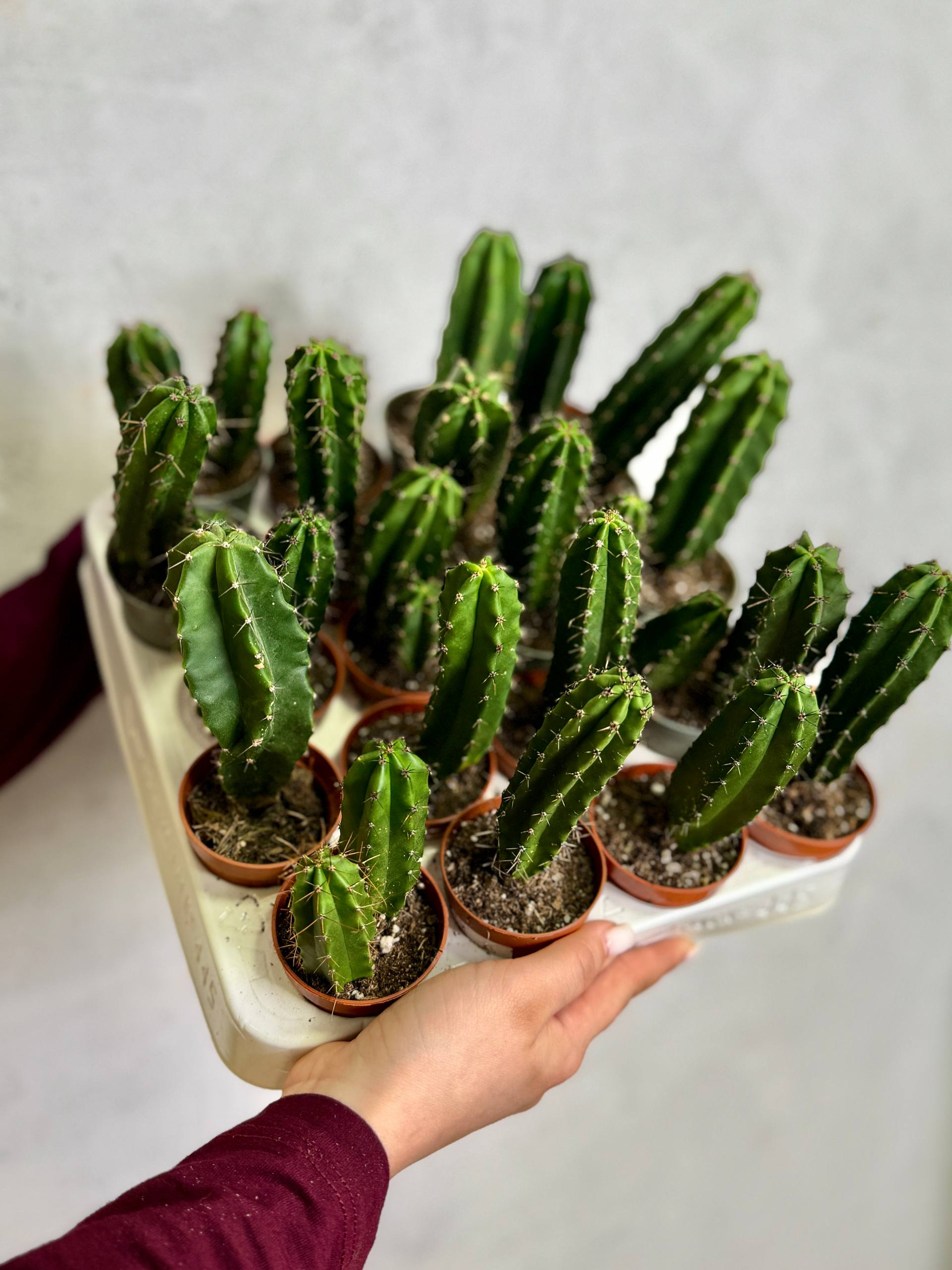 Кактус Лемэроцереус Классический (Cactus Lemaireocereus Straight) D5см