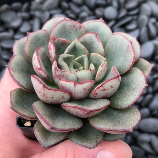 Эхеверия Морани (Echeveria Moranii) D5см