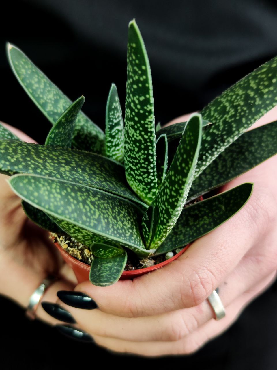 Гастерия Пятнистая (Gasteria Maculata) D5см