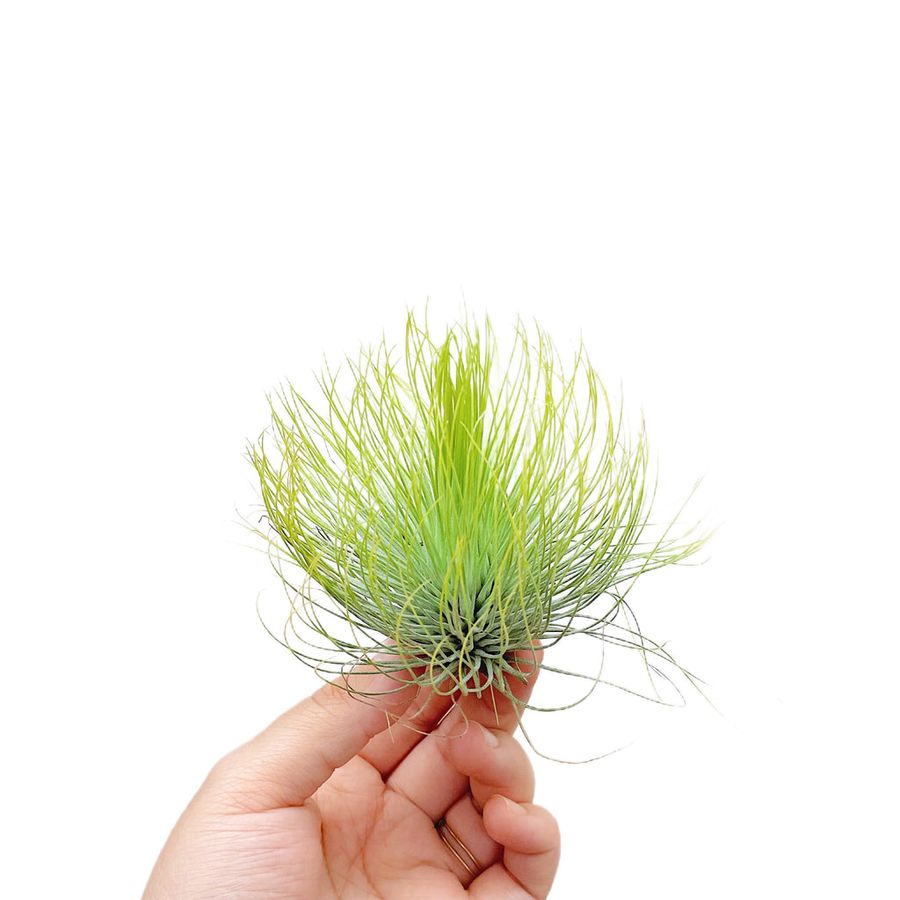 Тилландсия Андреана (Tillandsia Andreana)