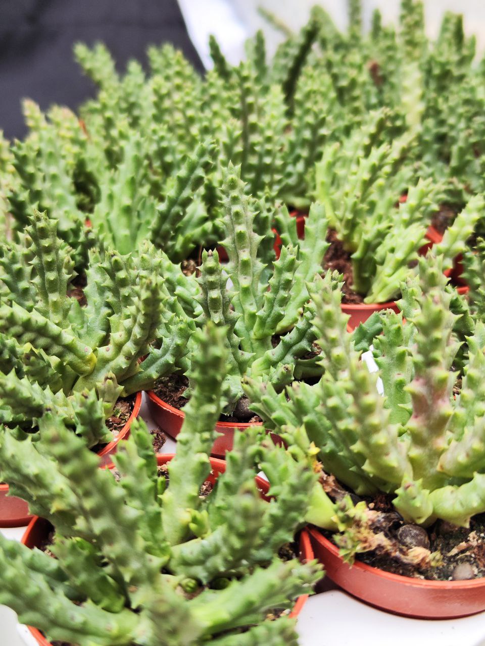 Стапелия Пестрая (Stapelia Variagata) D5см