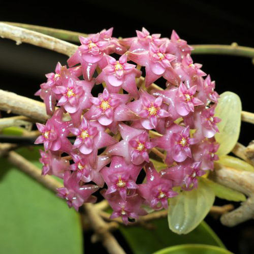 Хойя Саравак (Hoya Sarawak) D12см