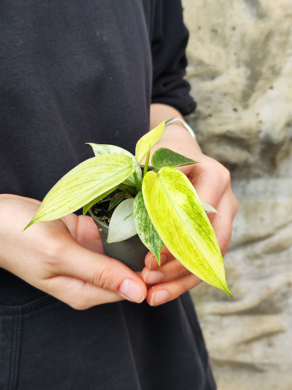 Филодендрон Флоридский Призрак (Philodendron Florida Ghost) D6см