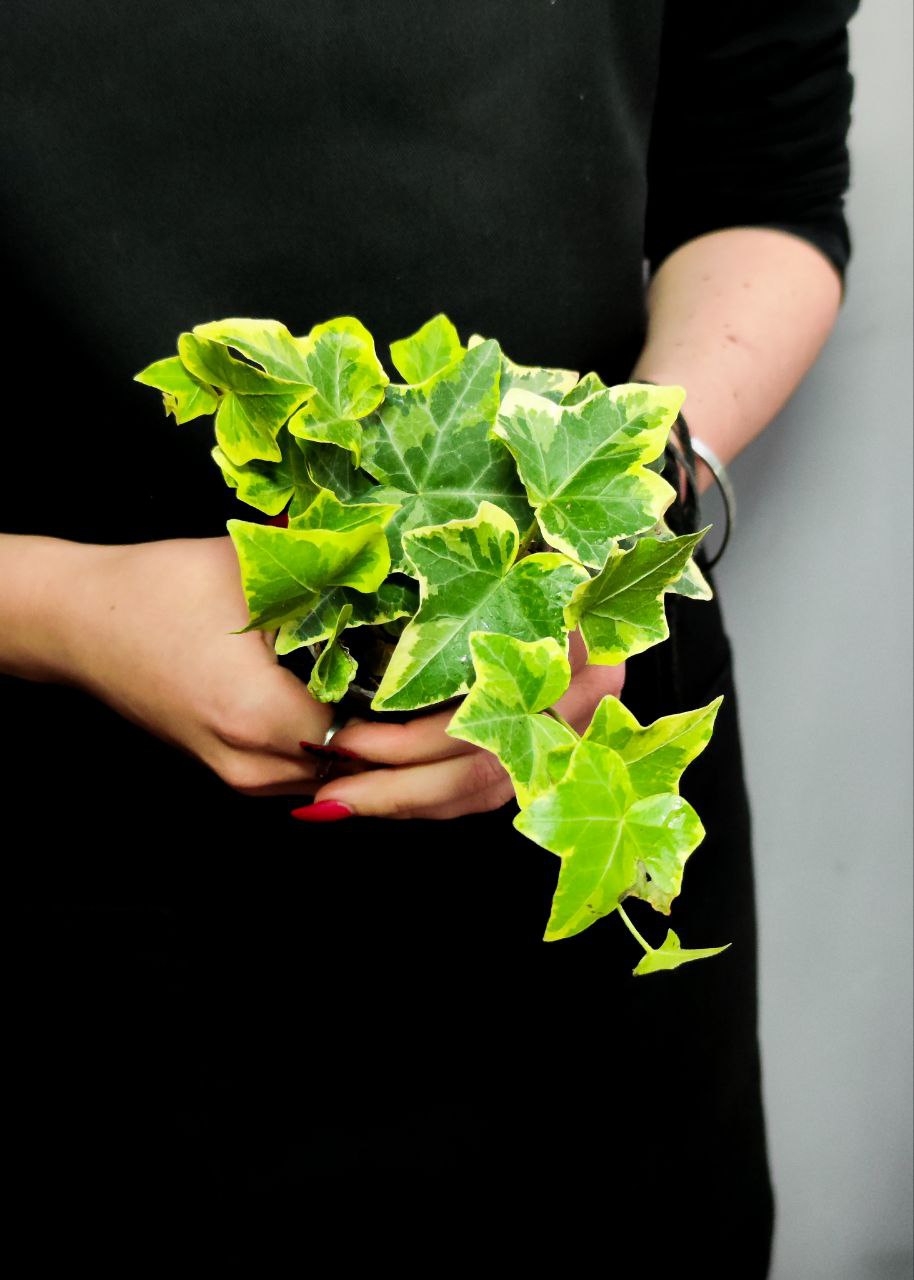 Хедера Хеликс Вариегата Йеллоу (Hedera Helix Variegata Yellow) D6см