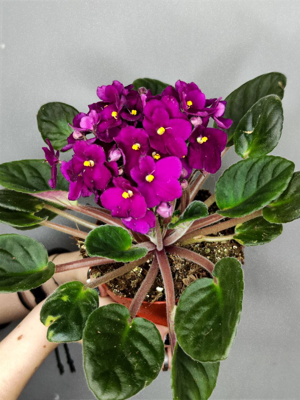 Сенполия Фуксия, или Фиалка (Saintpaulia Fuchsia) D10см
