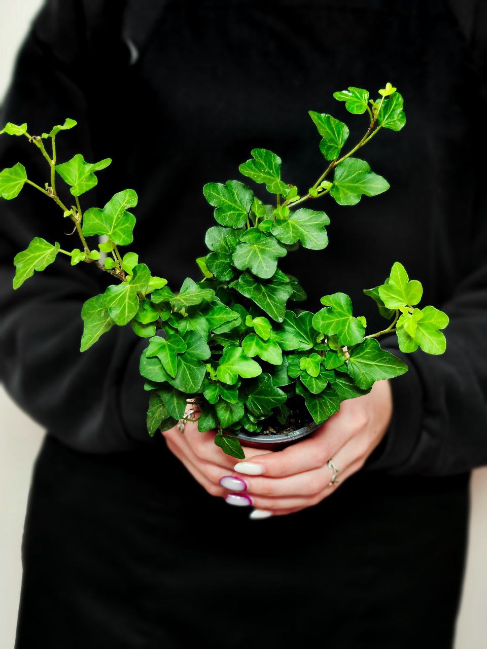 Хедера Хеликс Грин, Плющ (Hedera Helix Green) D9см