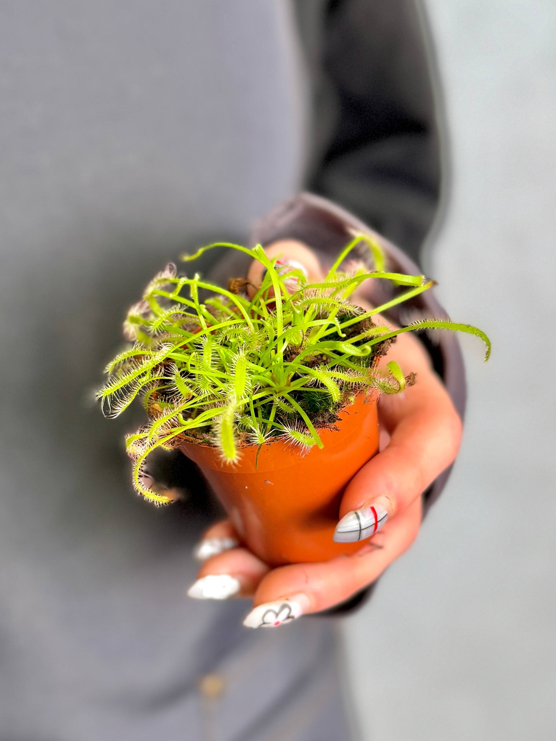 Росянка Альба (Drosera Alba) росток D5см