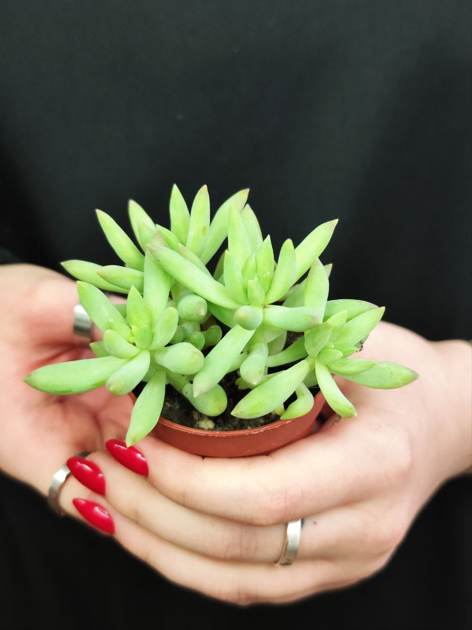 Седум Моргана Магнум (Sedum Morganianum) D5см