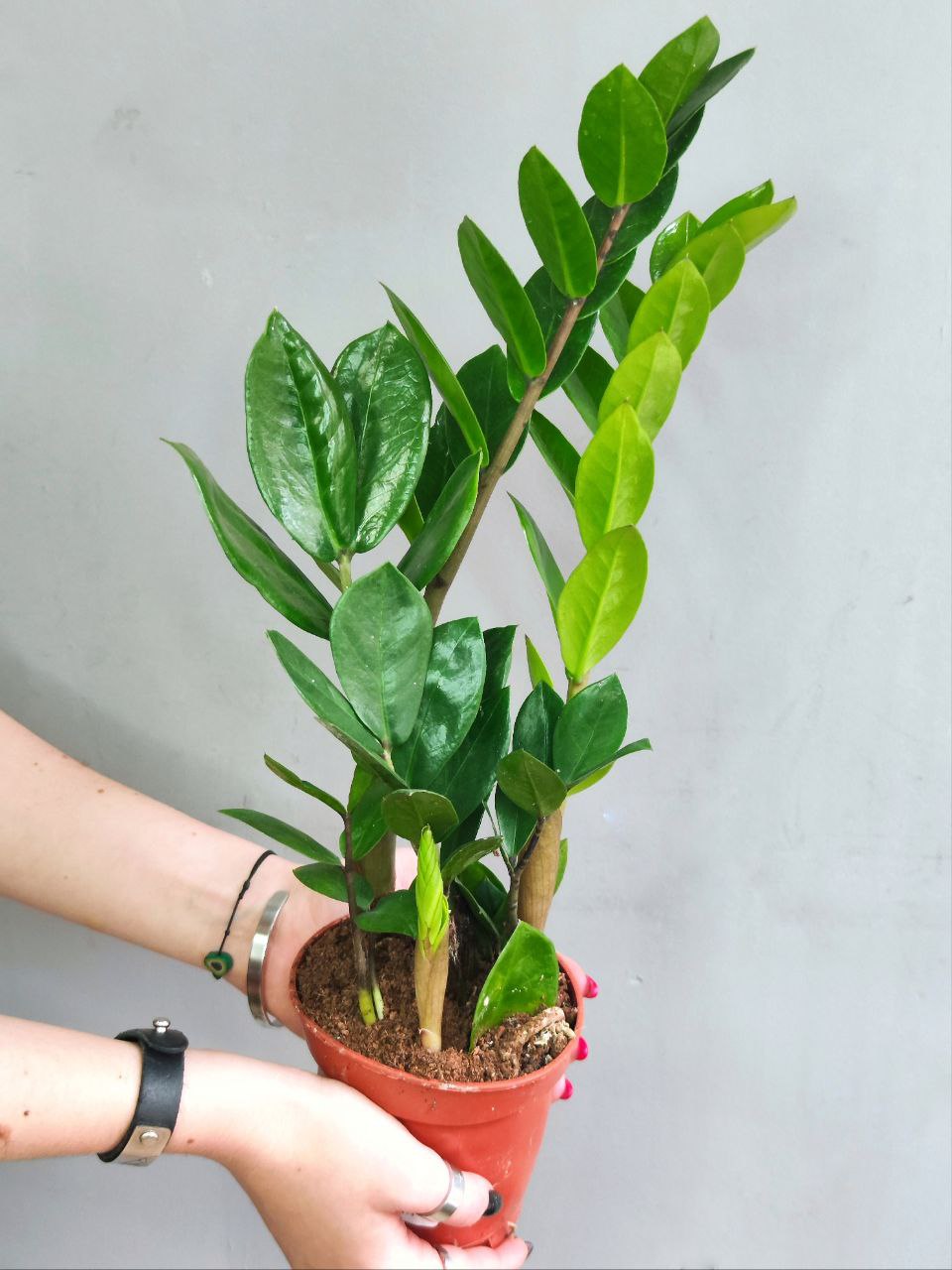 Замиокулькас Замиофолия (Zamioculcas Zamiifolia) D14см