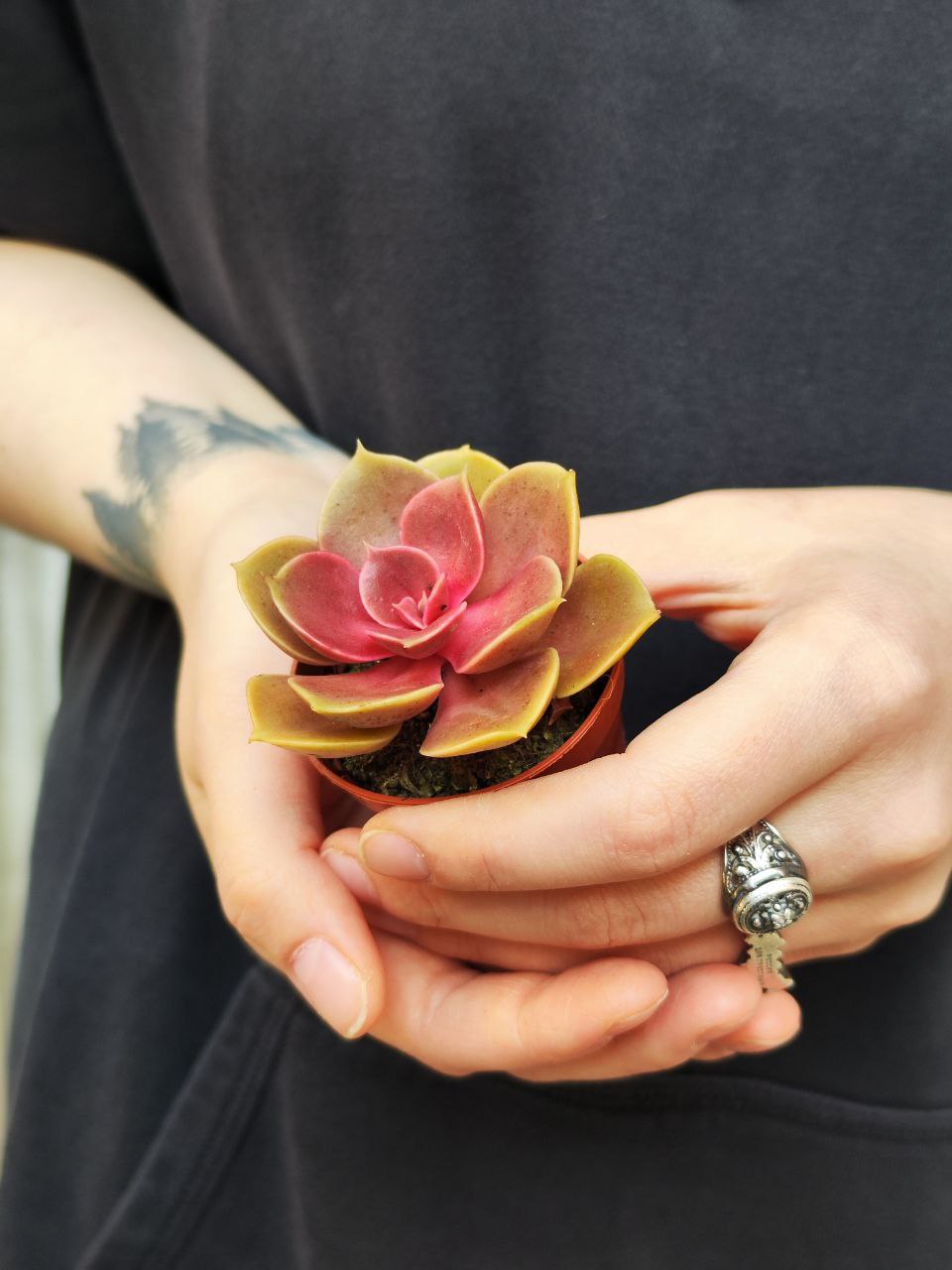 Эхеверия Мэджик Ред (Echeveria Magic Red) D5см