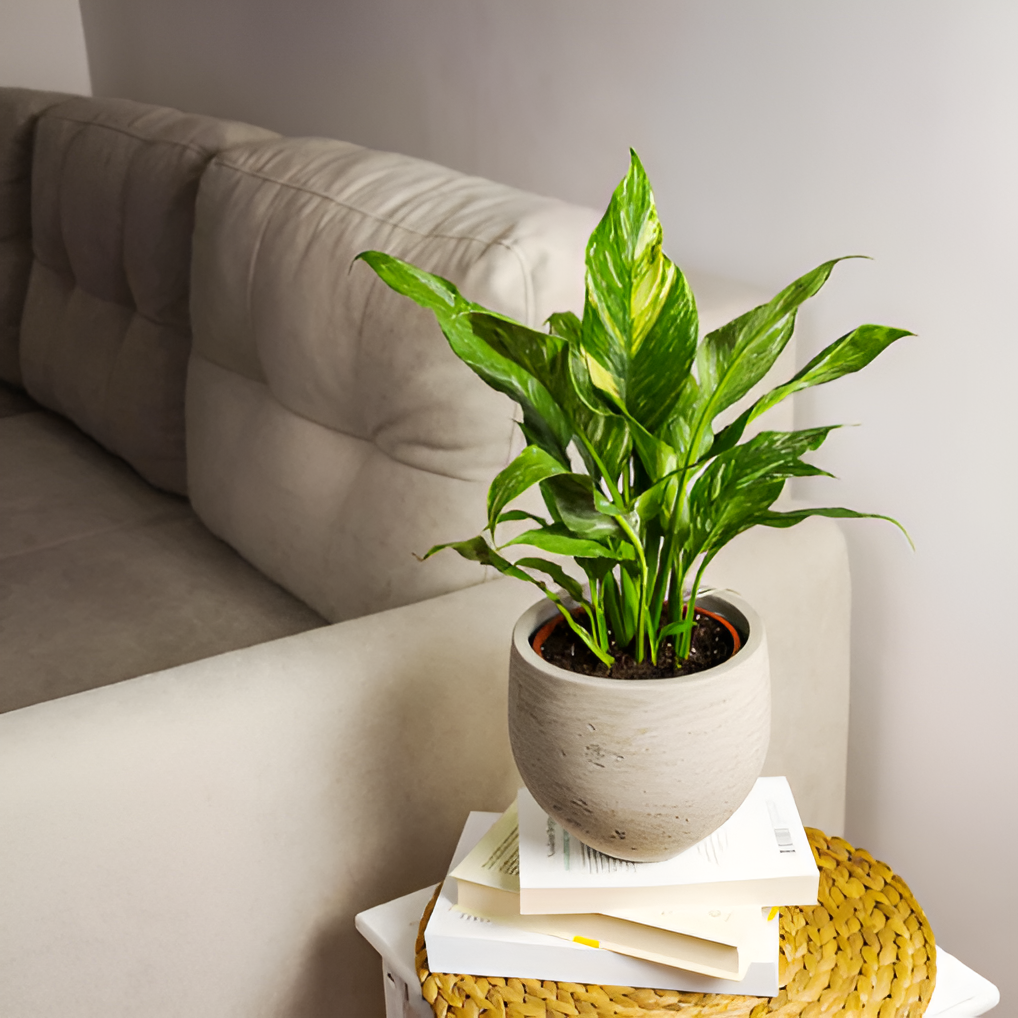 Спатифиллум Джемини (Spathiphyllum Gemini) D12см
