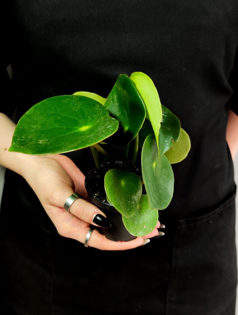 Пеперомия Рейндроп (Peperomia Polybotrya Raindrop) D12см