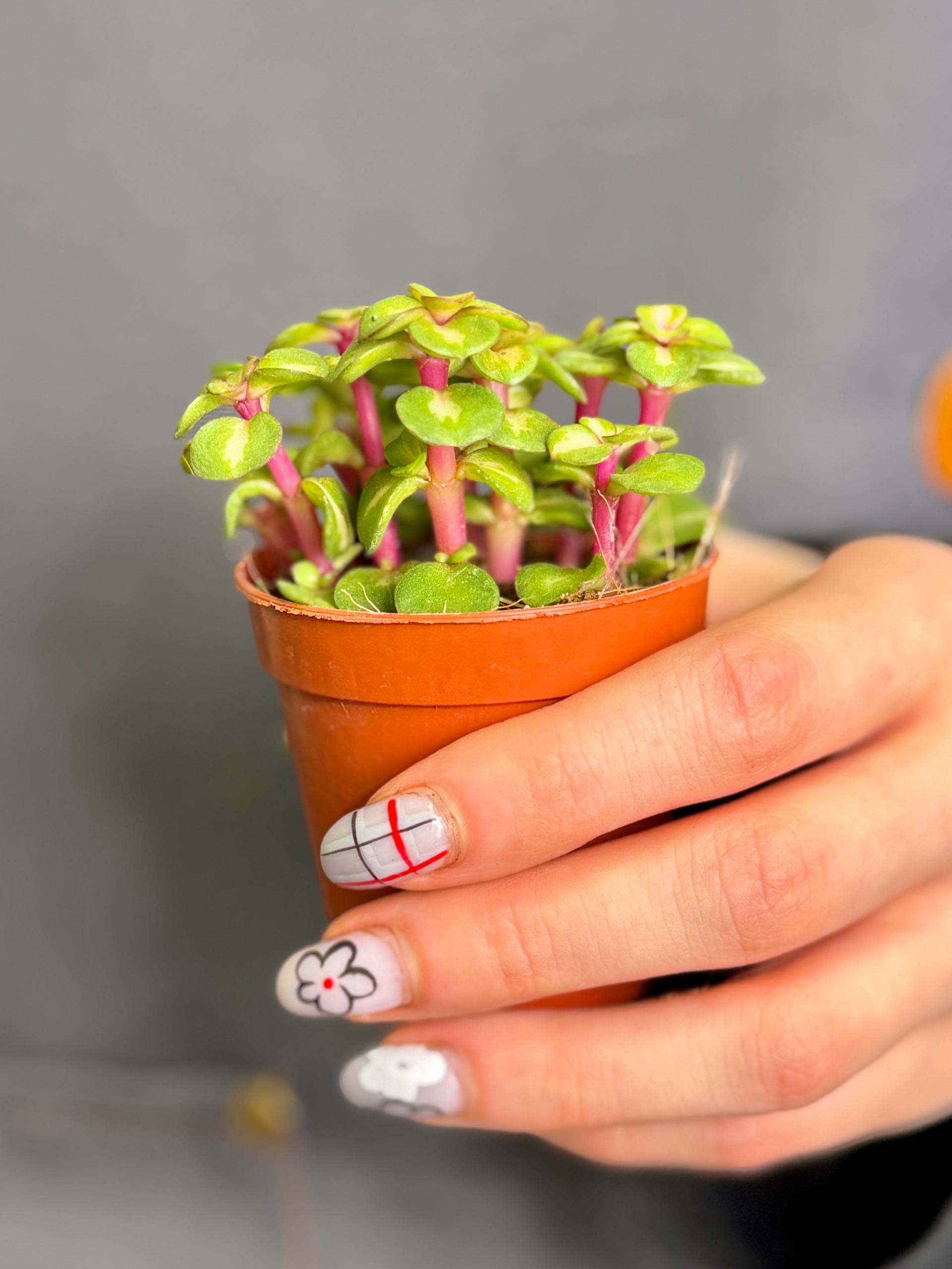 Портулакария Афра Медиопикта (Portulacaria Afra Mediopicta) D5см