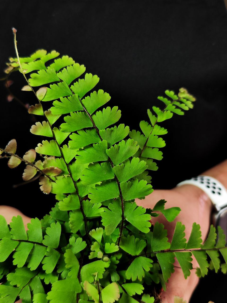 Папоротник Адиантум Хвостатый (Adiantum Caudatum) D8,5см