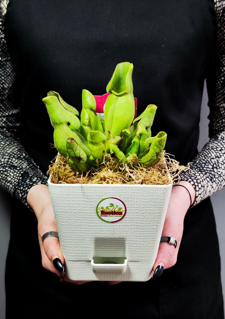 Саррацения Веноза Зеленая (Sarracenia Venosa Green) пересаженная D12см