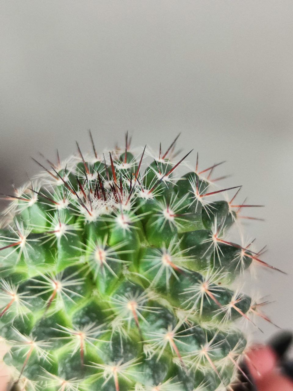 Маммиллярия Превосходная Одиночная (Mammillaria Perbella) D5см