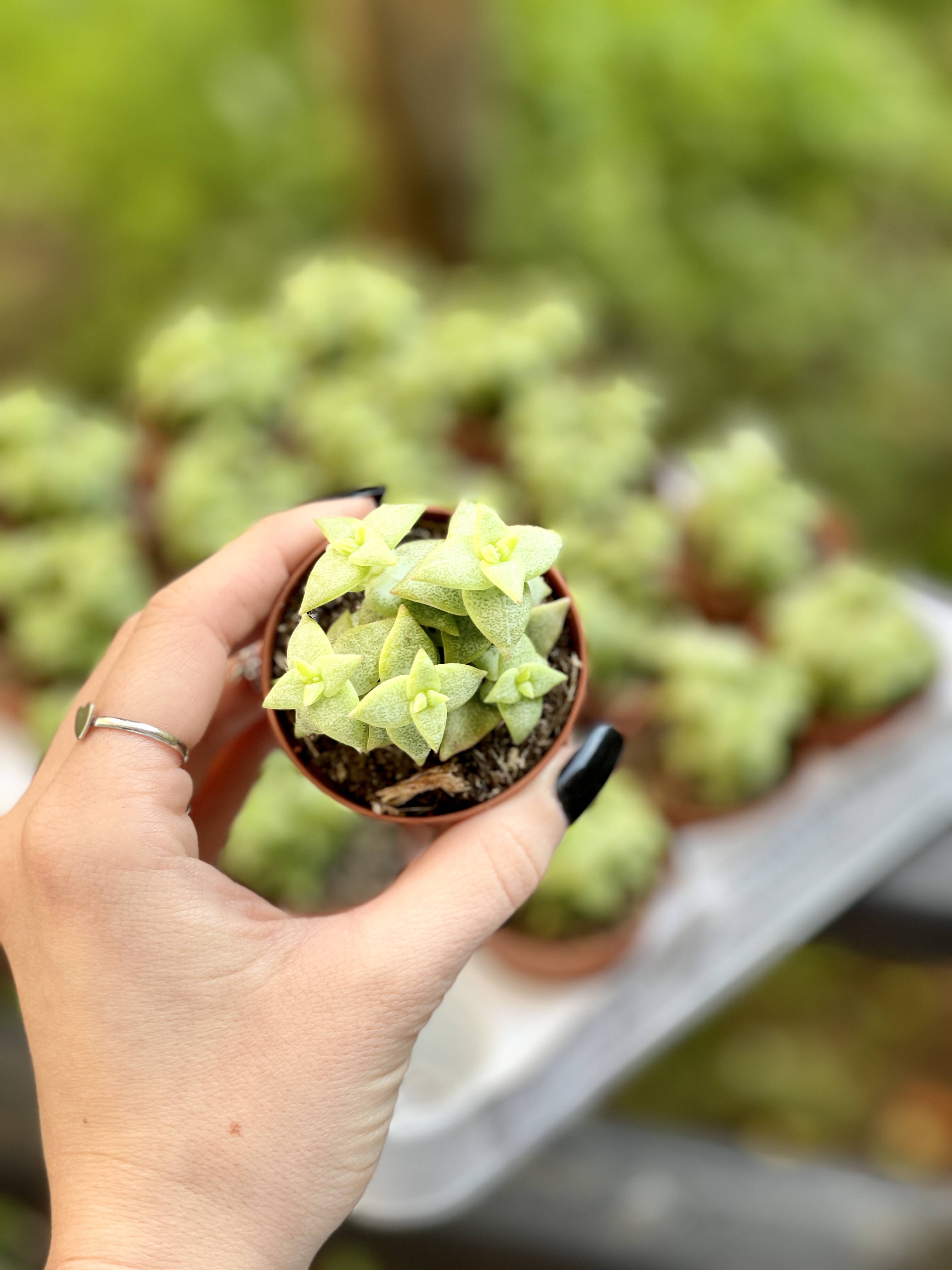 Крассула Продырявленная (Crassula Perforata) D5см
