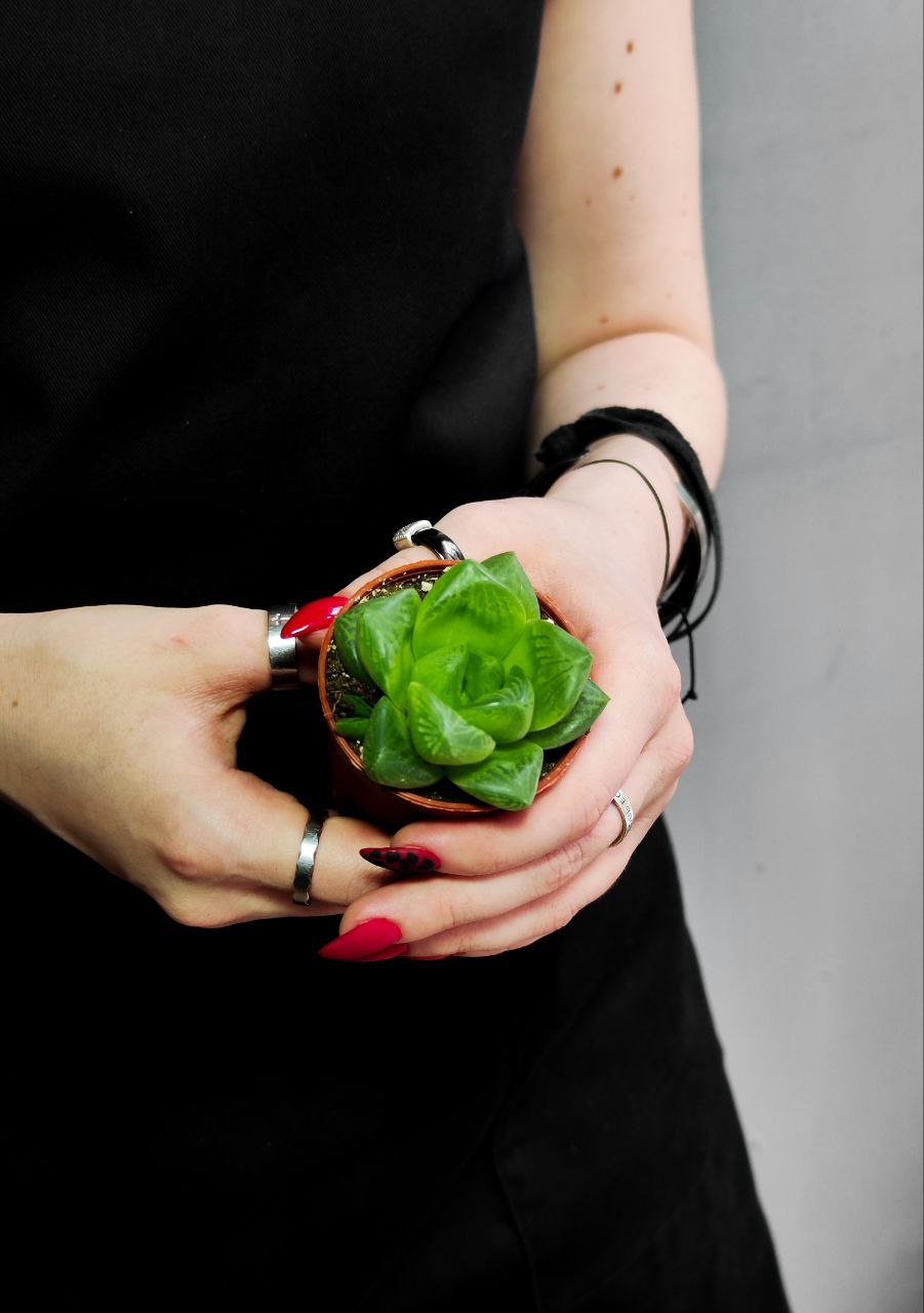Хавортия Купера х Ладьевидная (Haworthia Cooperi var. Сymbiformis) D5см