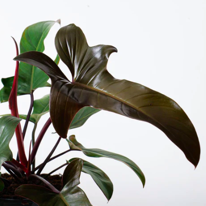 Филодендрон Флорида Бронз (Philodendron Florida Bronze) D6см