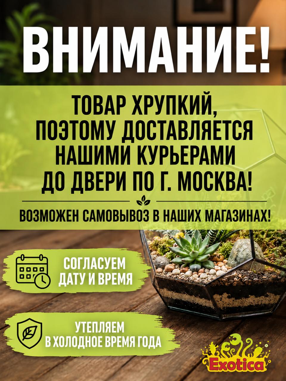 Моссариум Новогодний Икосаэдр XL "Зимнее Волшебство"