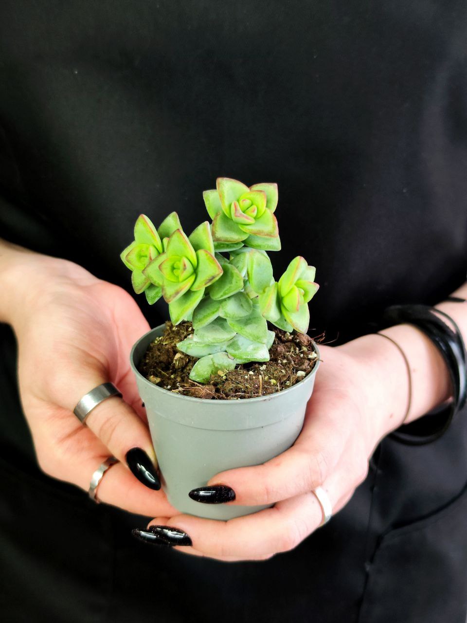 Крассула Рупестрис (Crassula Rupestris) D5см
