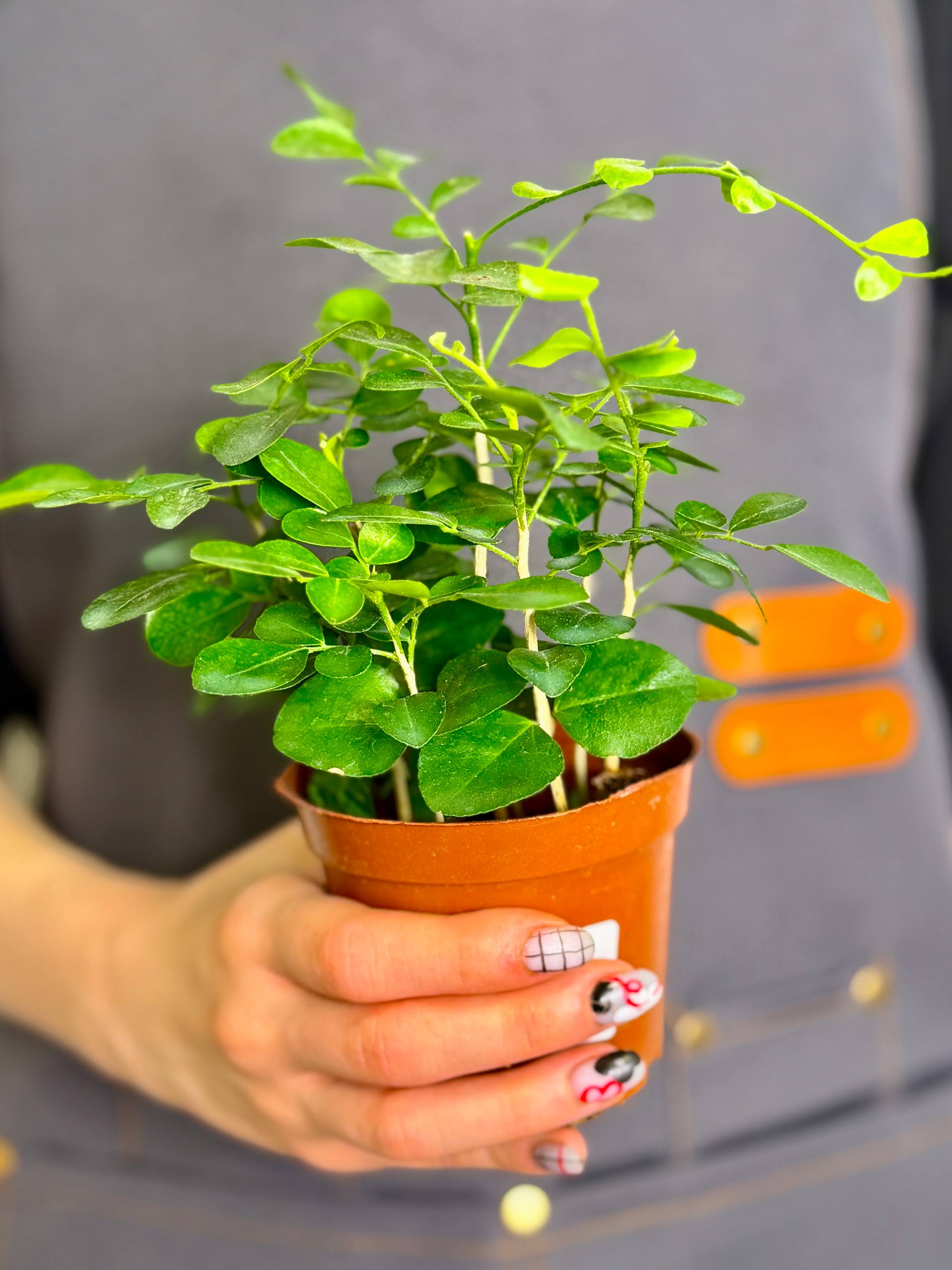 Мурайя (Муррайя) Метельчатая (Murraya Paniculata) D9см