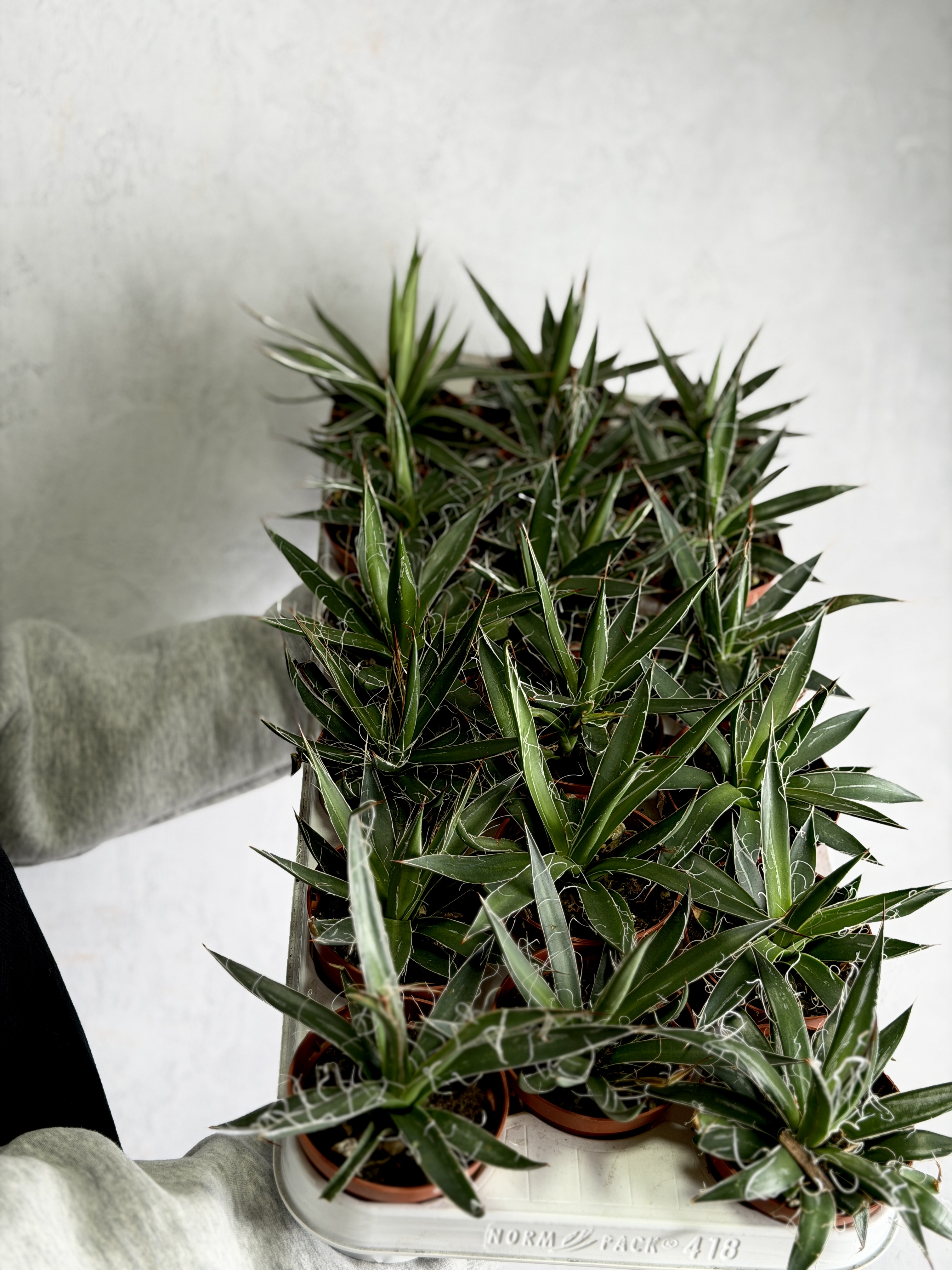 Агава Нитеносная (Agave Filifera) D8,5см