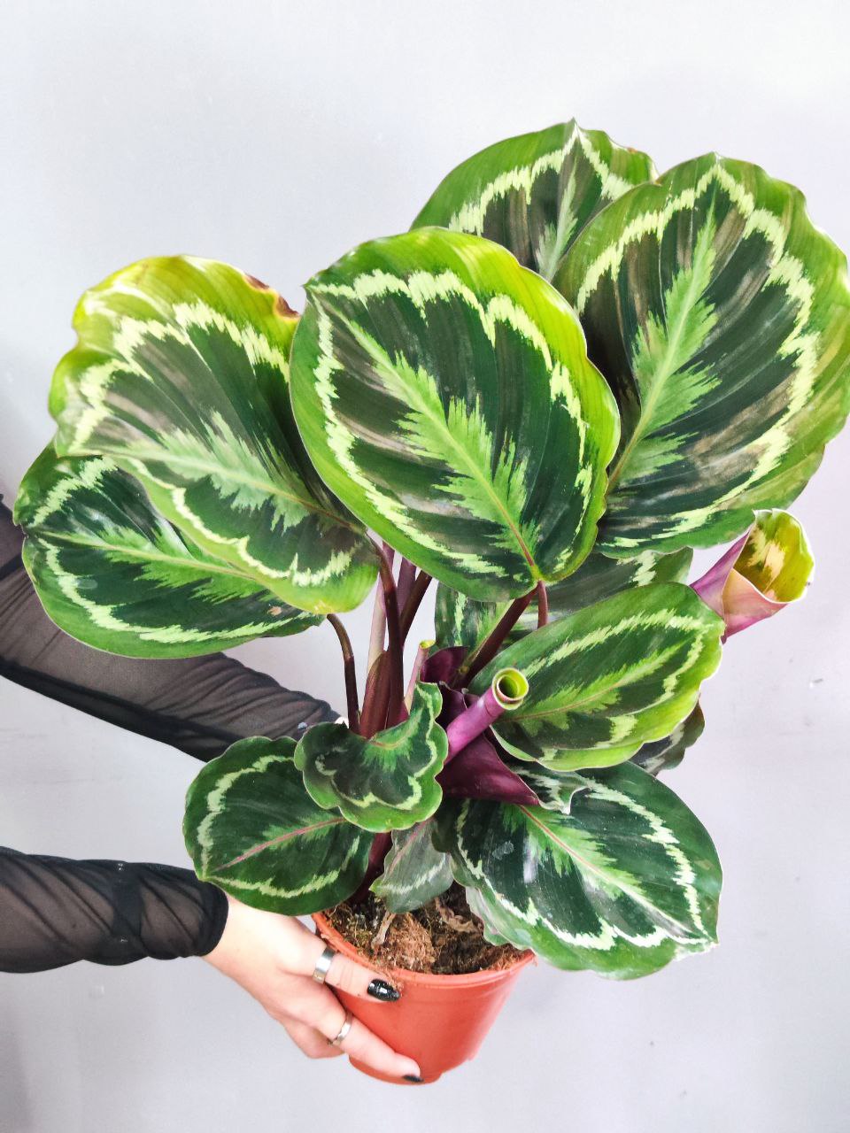 Калатея Медальон (Calathea Roseopicta Medallion) D14см