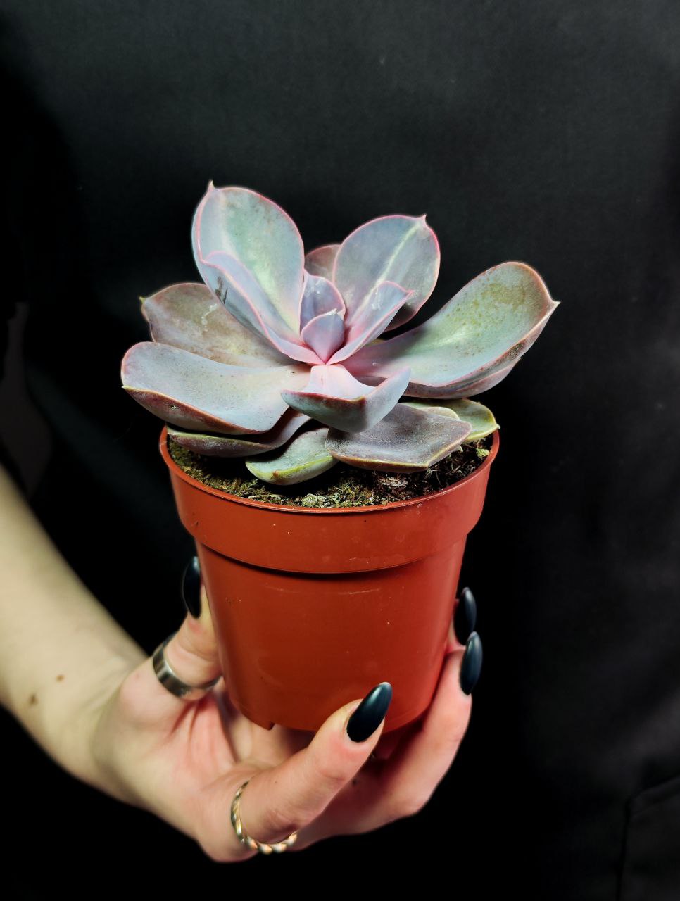 Эхеверия Ред Скай (Echeveria Red Sky) D8см