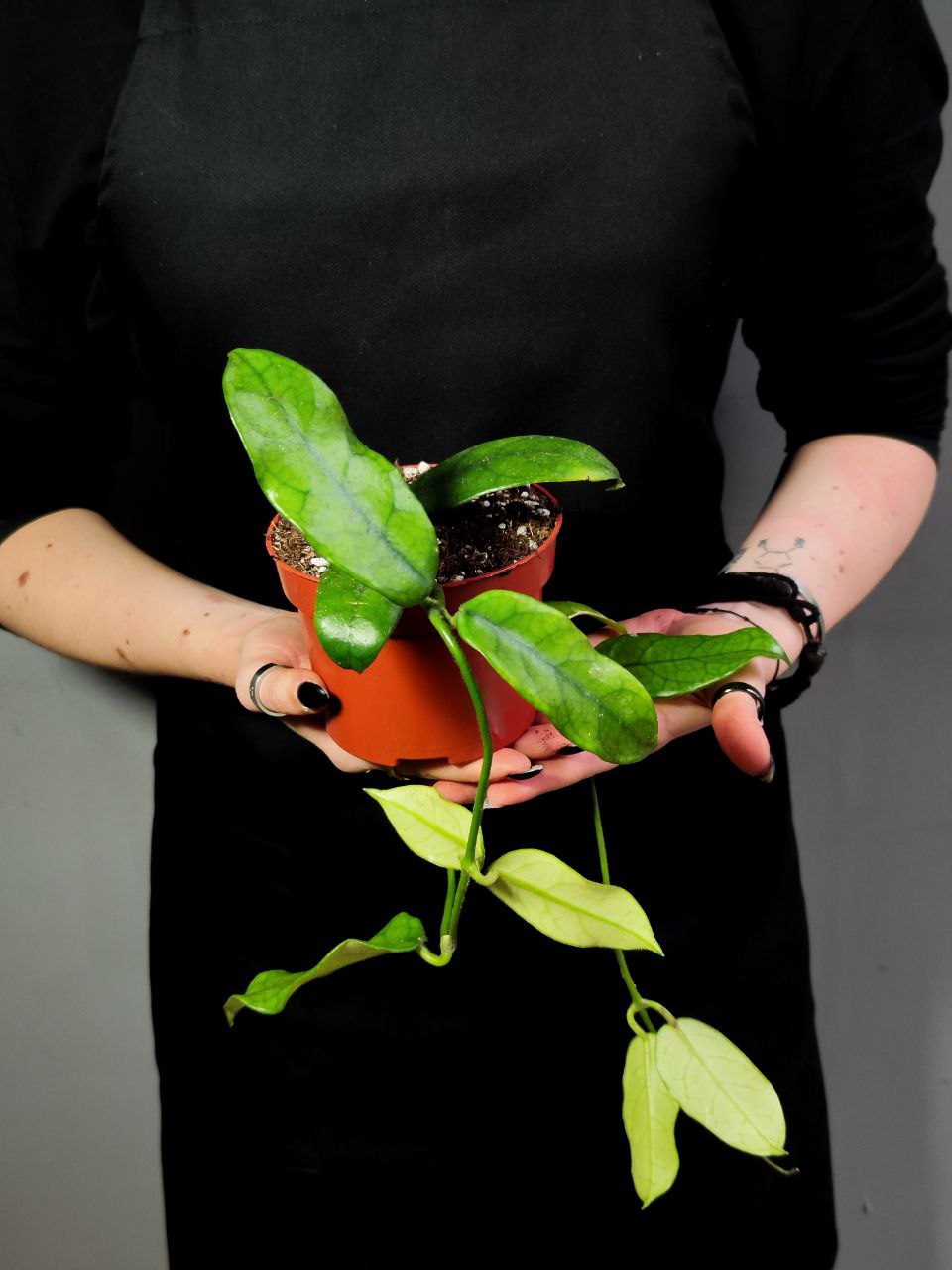 Хойя Виллоза (Hoya Villosa) D10см