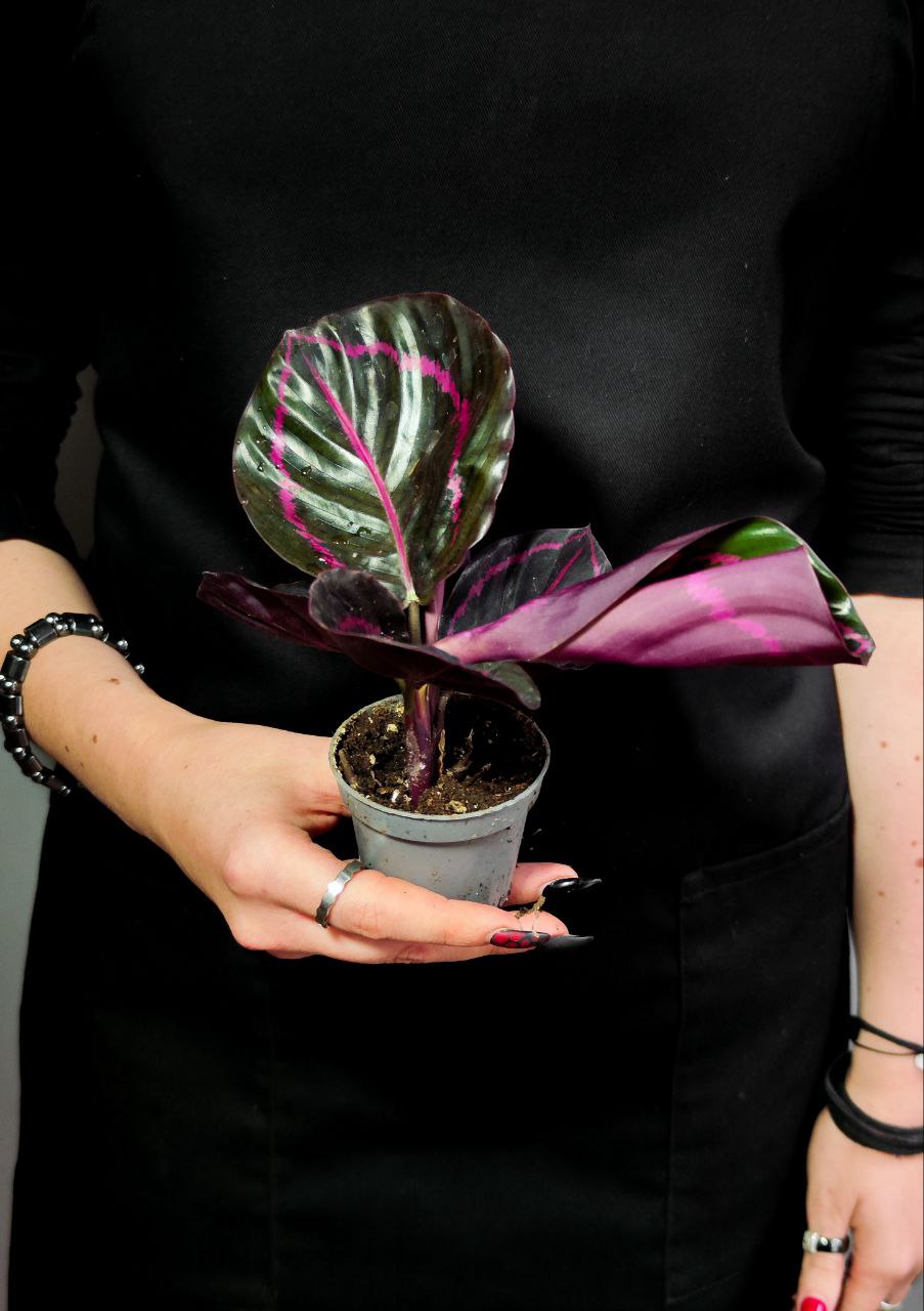 Калатея Розеопикта Дотти (Calathea Roseopicta Dottie) D6см