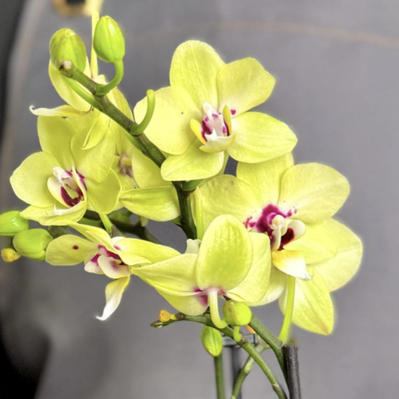 Орхидея Фаленопсис Букетто Лайм (Phalaenopsis Boquetto Lime) D9см