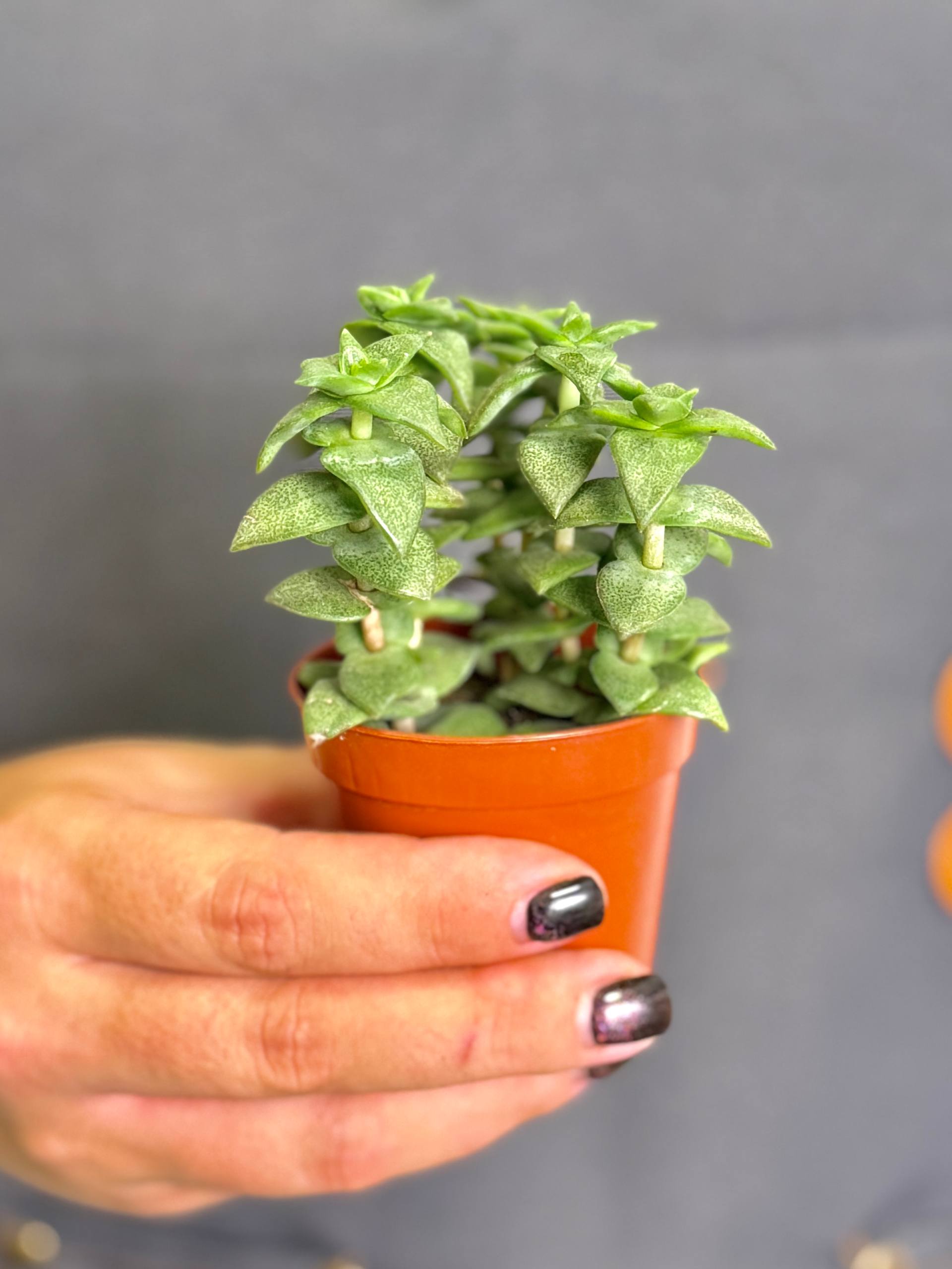 Крассула Продырявленная (Crassula Perforata) D5см