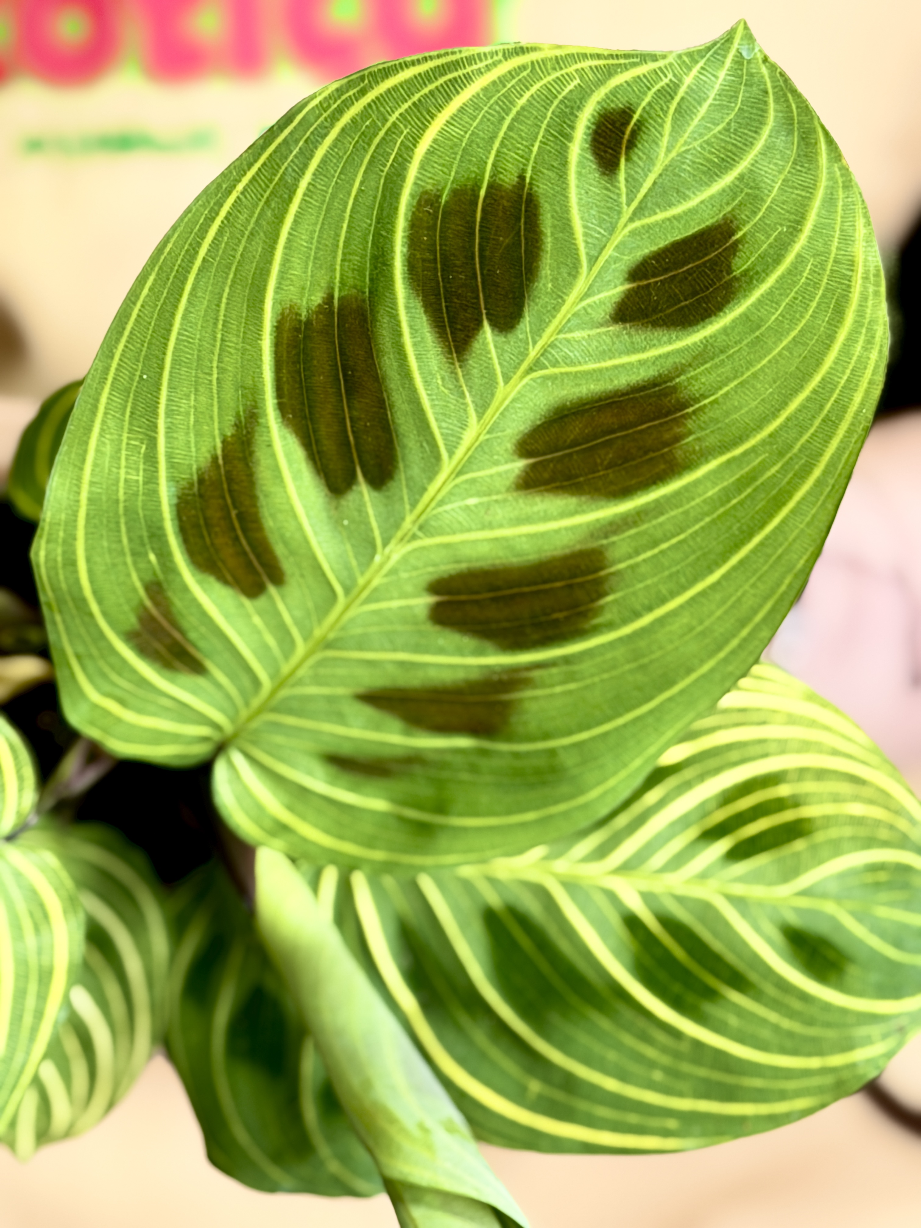Маранта Голден Вейнс (Maranta Leuconeura Golden Veins) D6см