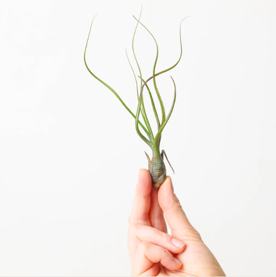 Тилландсия Бутзи (Tillandsia Butzii)